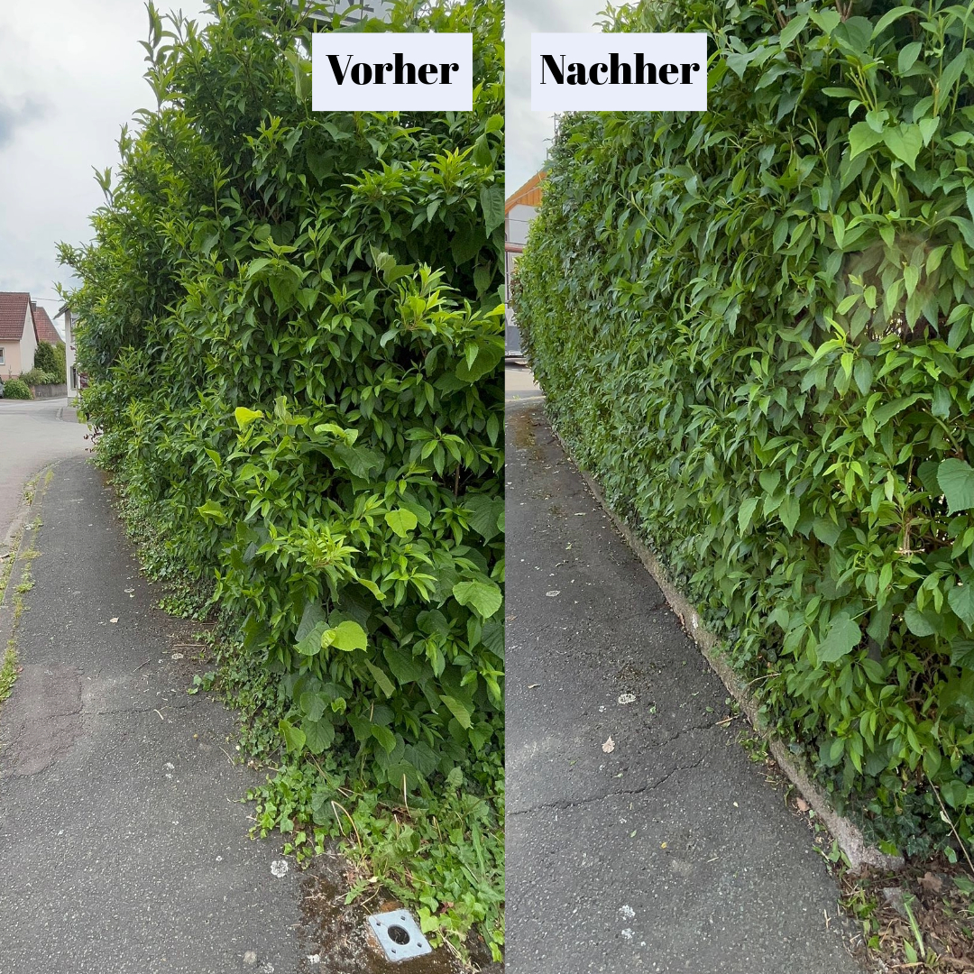 Hecke wird Schützenfest-Ready gemacht!